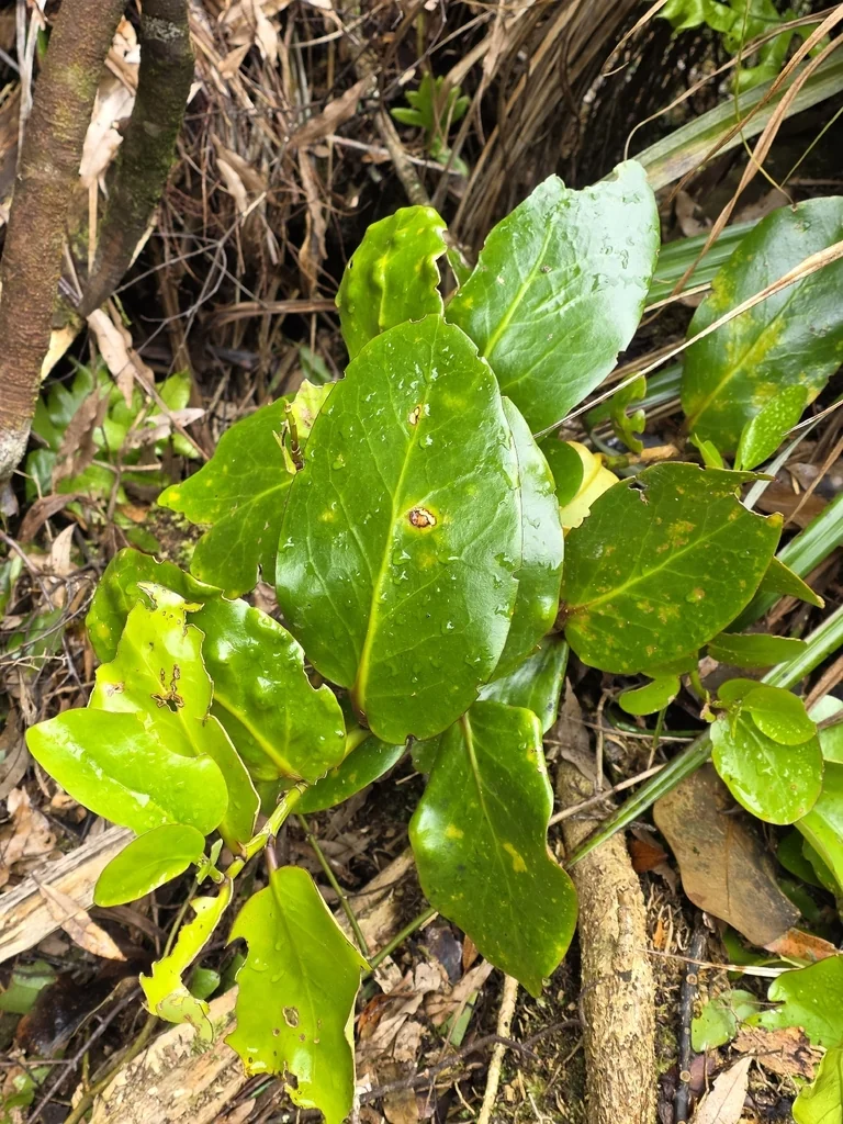 Griselinia Lucida