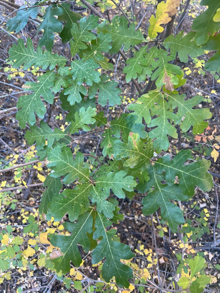 Quercus Gambelii