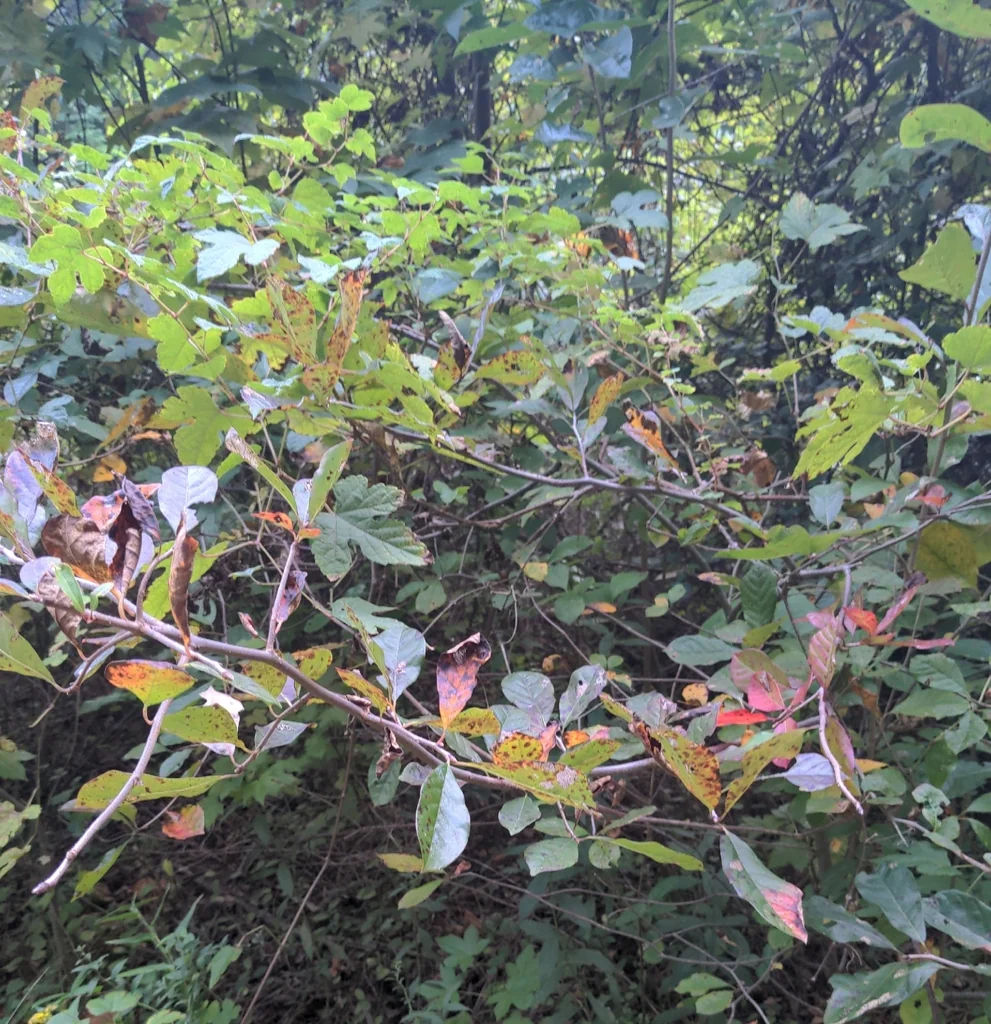 Nyssa Sylvatica
