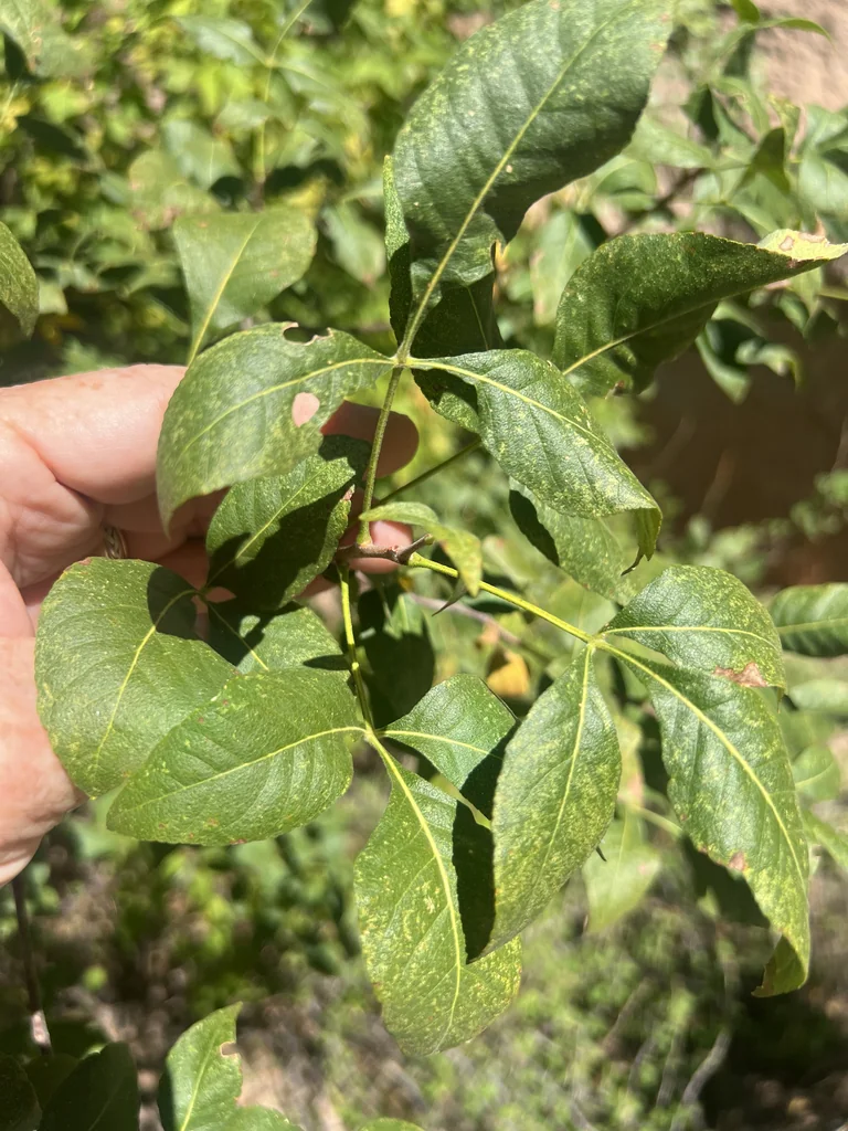 Ptelea Trifoliata
