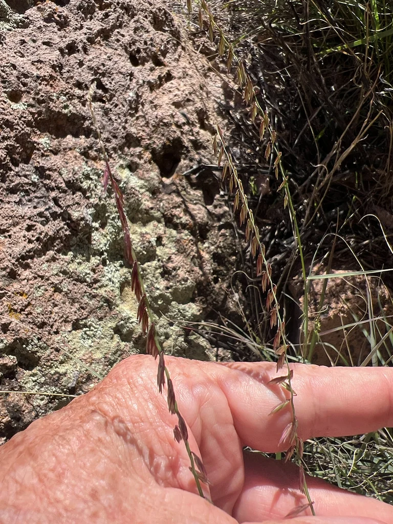 Bouteloua Curtipendula