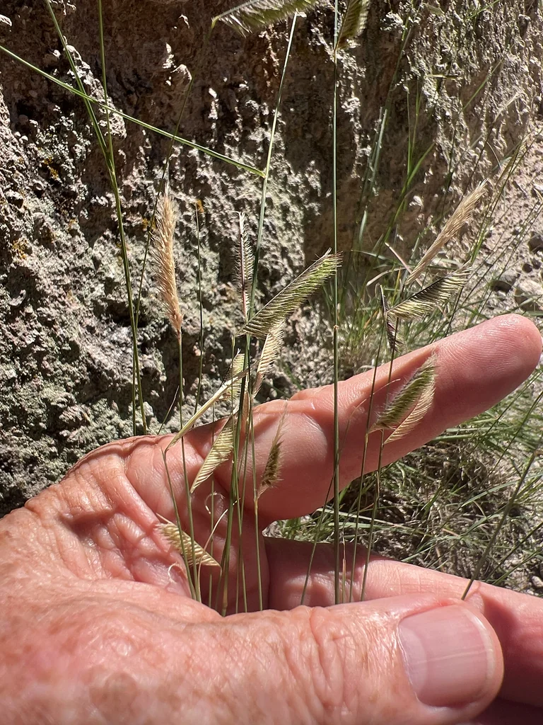 Bouteloua Gracilis
