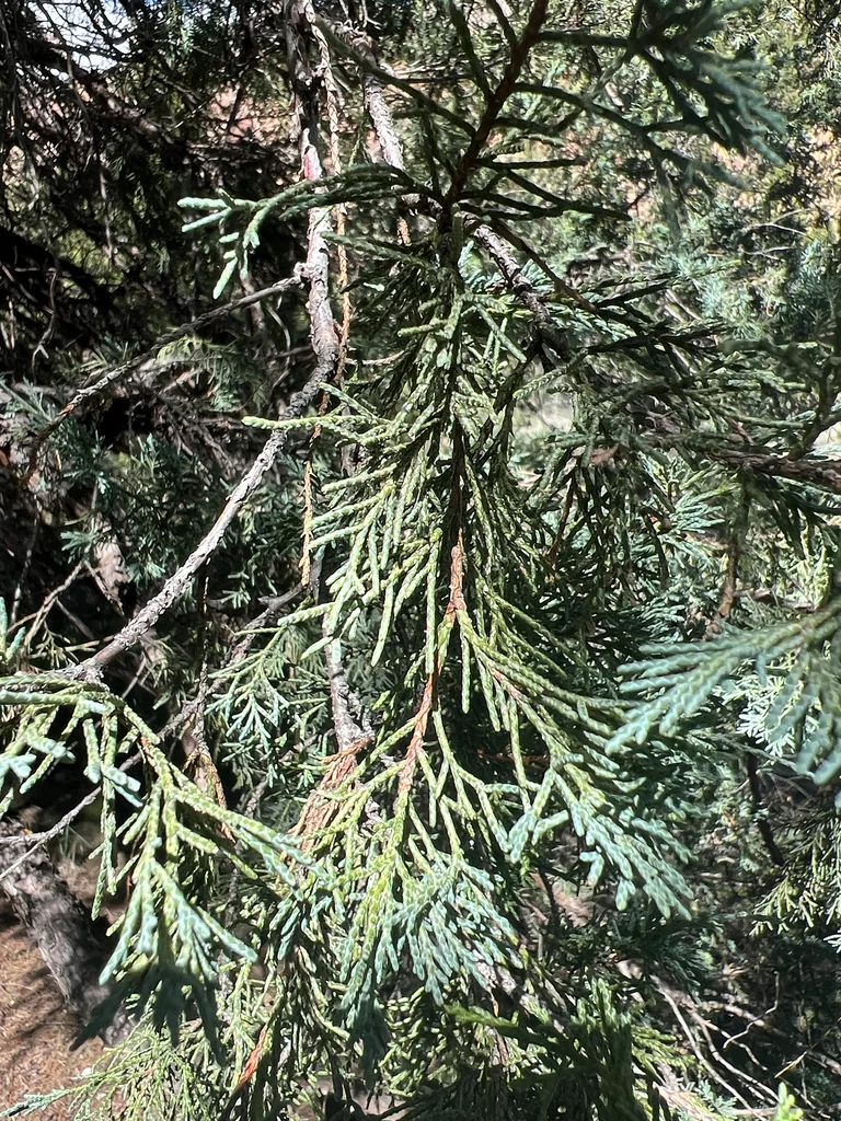 Juniperus Scopulorum