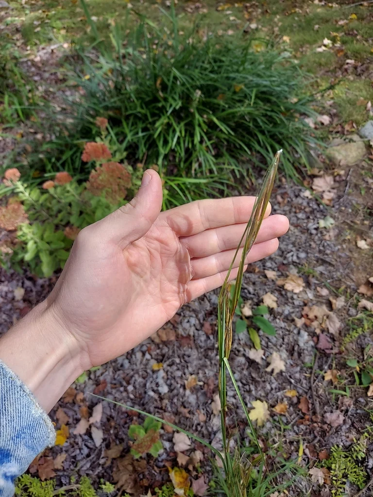 Andropogon Virginicus