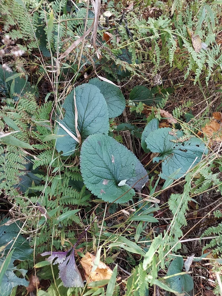 Senecio Aureus