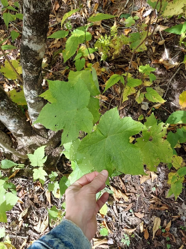 Rubus Odoratus