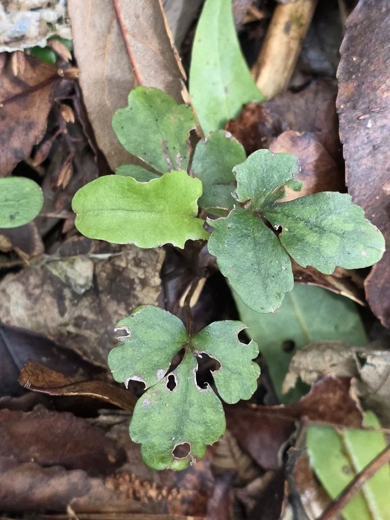 Clematis Paniculata