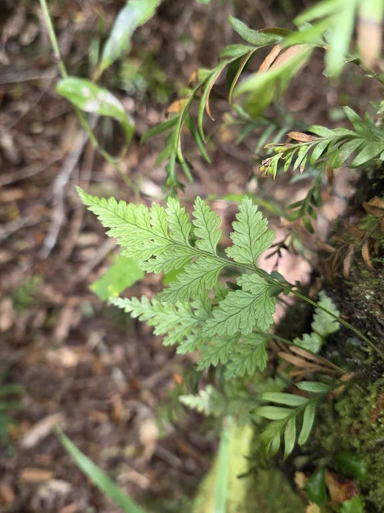 Rumohra Adiantiformis
