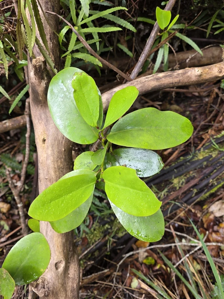 Griselinia Lucida