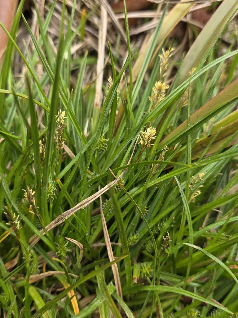 Carex Divulsa