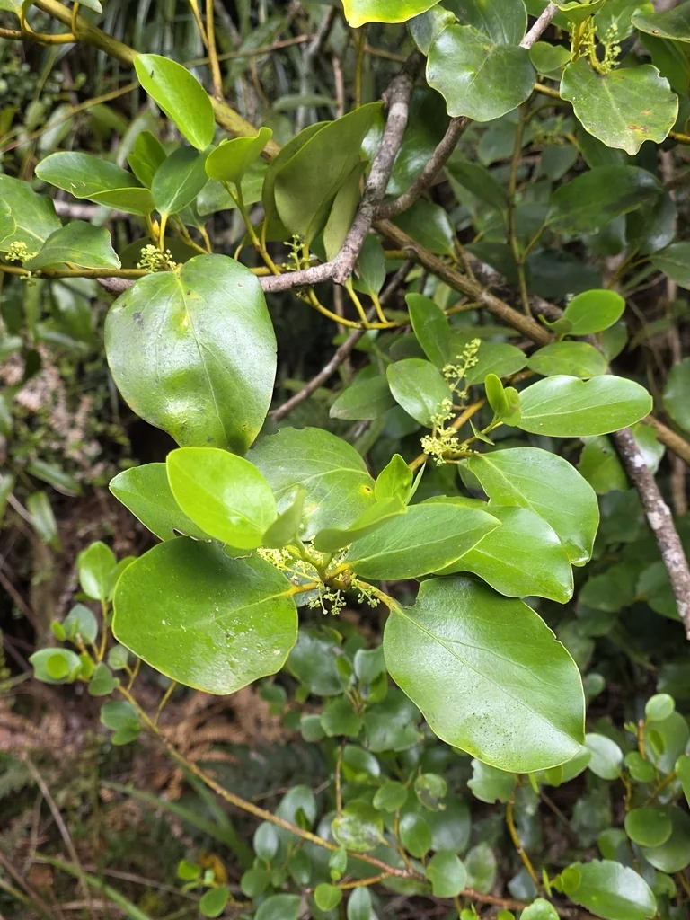 Griselinia Littoralis