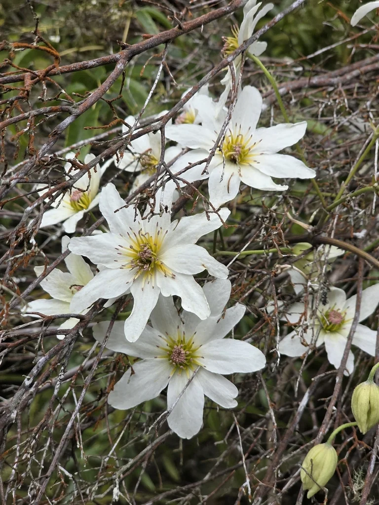 Clematis Paniculata