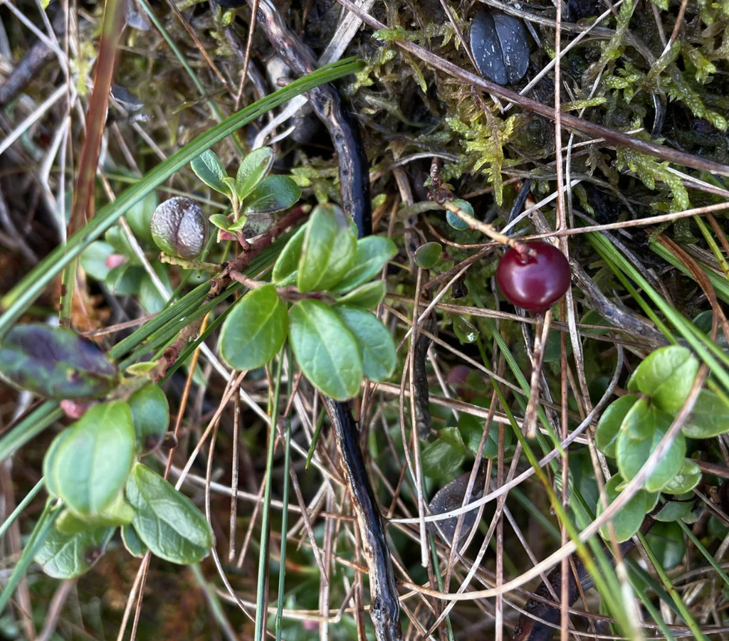 Vaccinium Vitis-Idaea