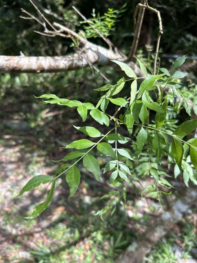 Pistacia Chinensis