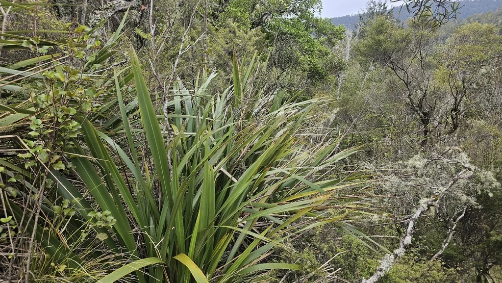 Phormium Cookianum