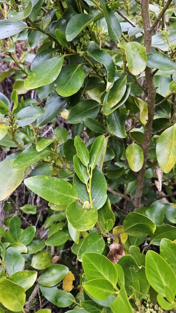 Griselinia Littoralis