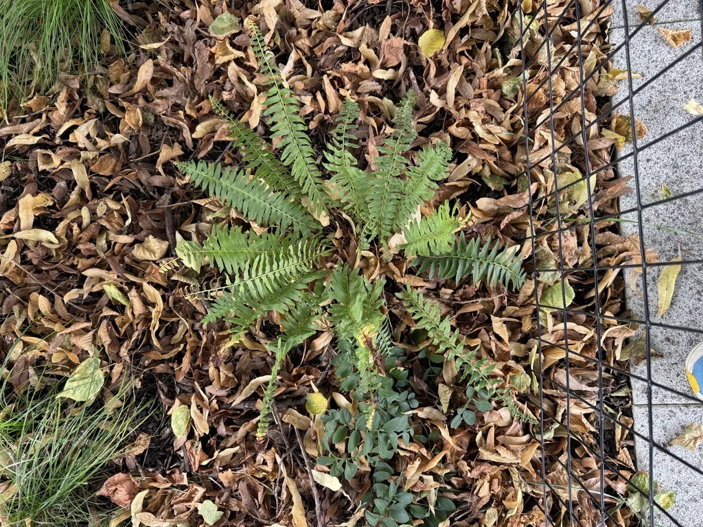 Polystichum Acrostichoides