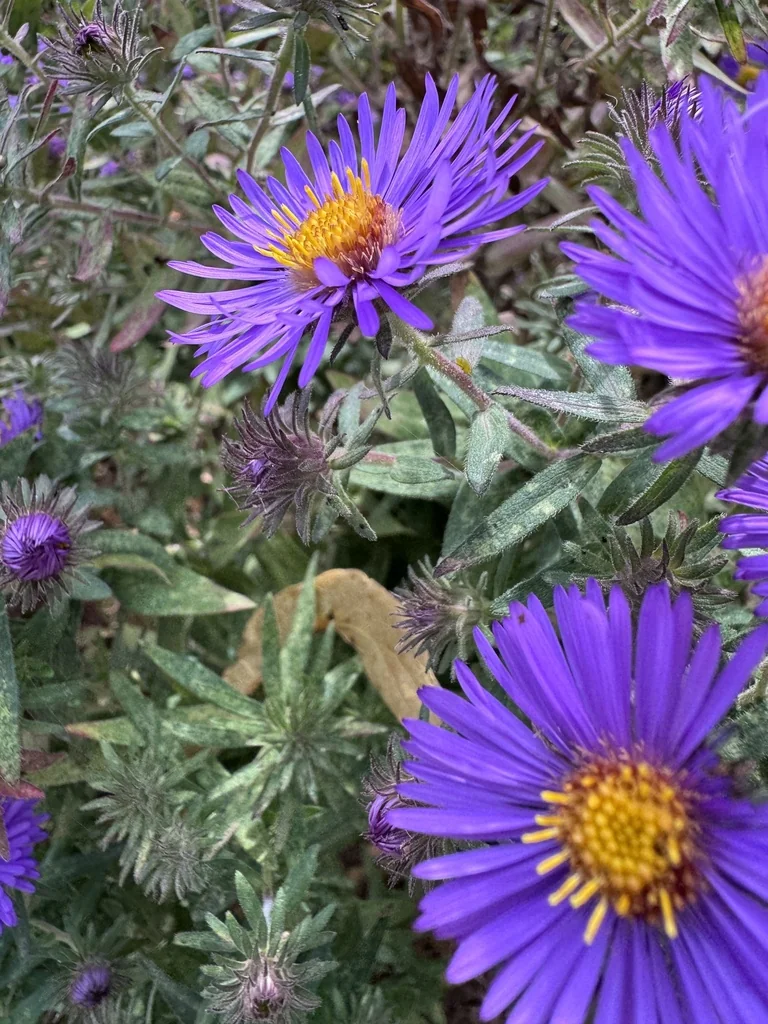 Aster Novae-Angliae