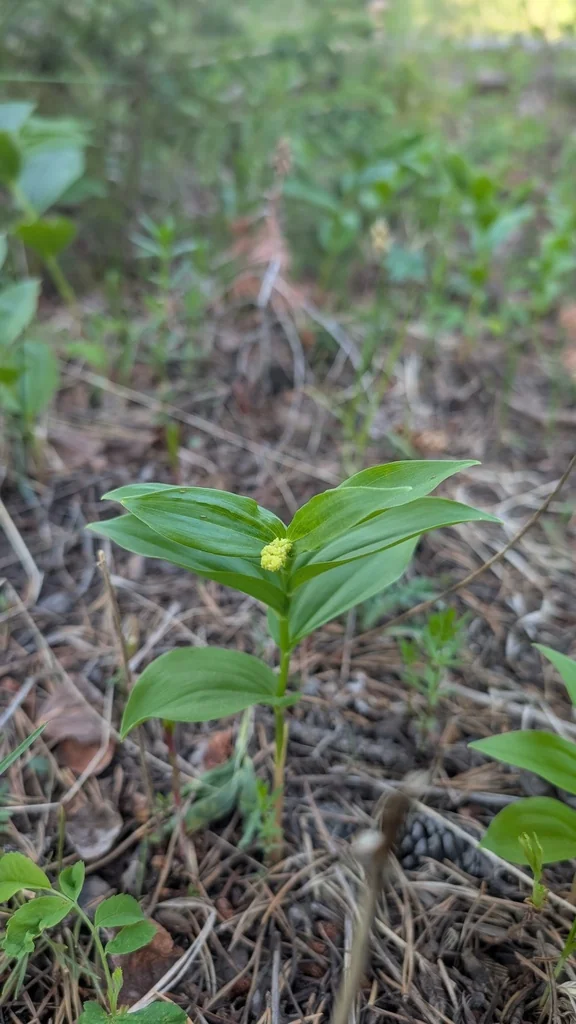Smilacina Racemosa