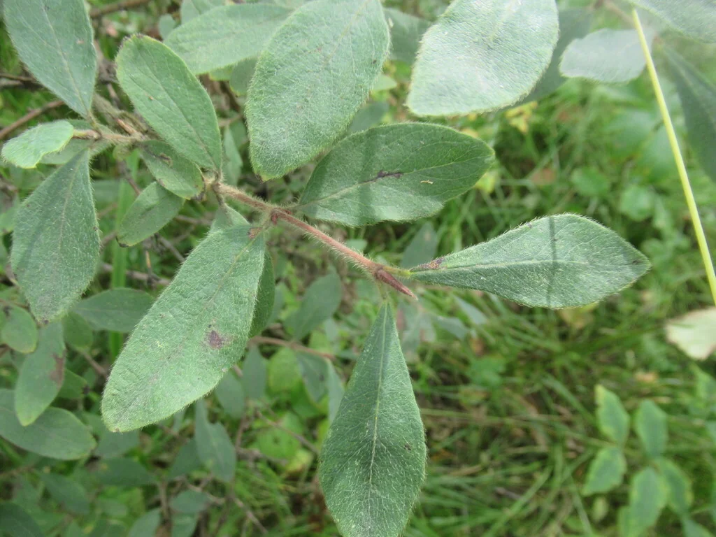Lonicera Caerulea