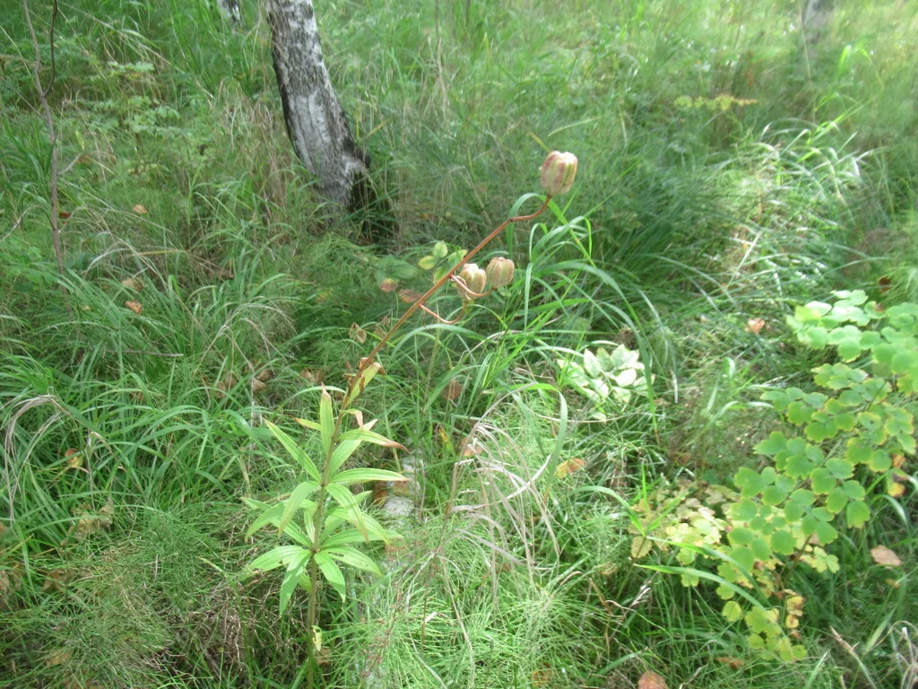 Lilium Martagon