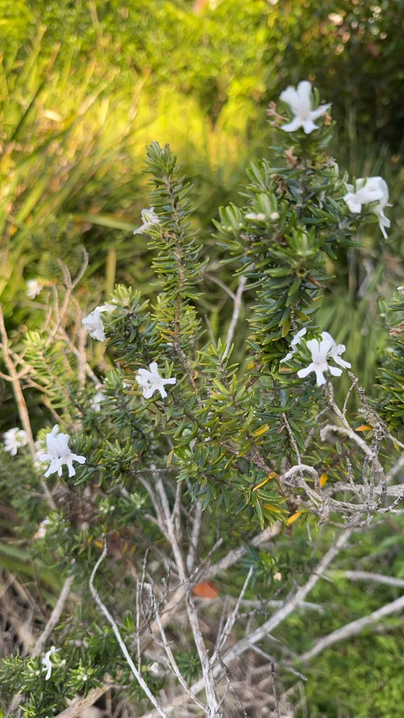 Westringia fruticosa