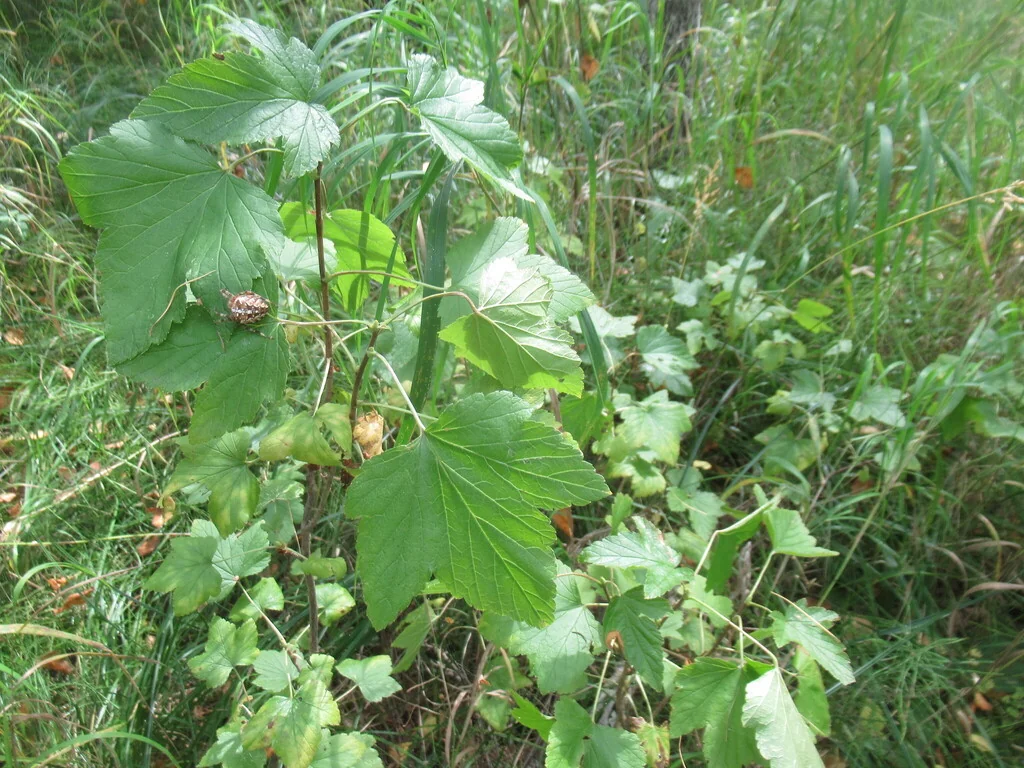 Ribes Nigrum