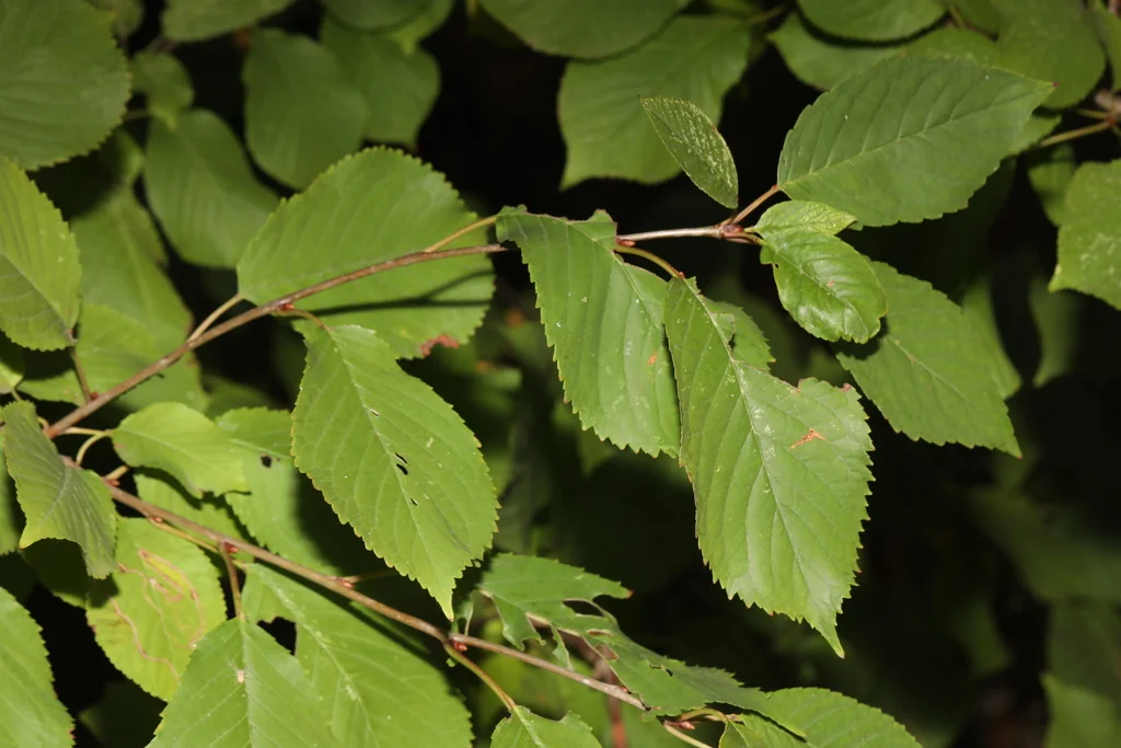 Prunus Avium
