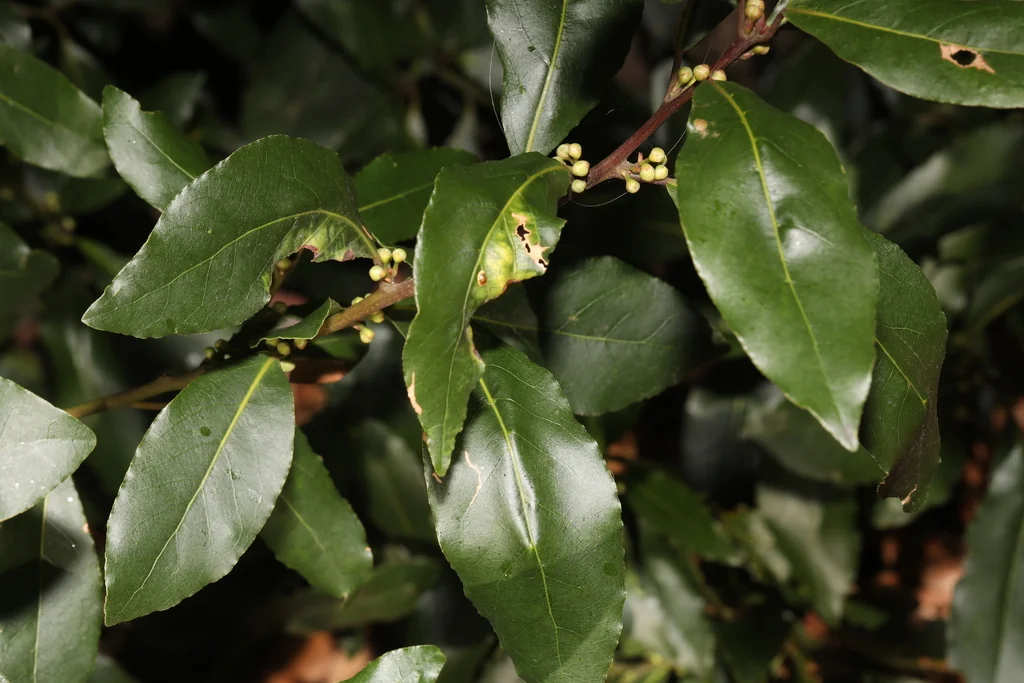 Laurus Nobilis