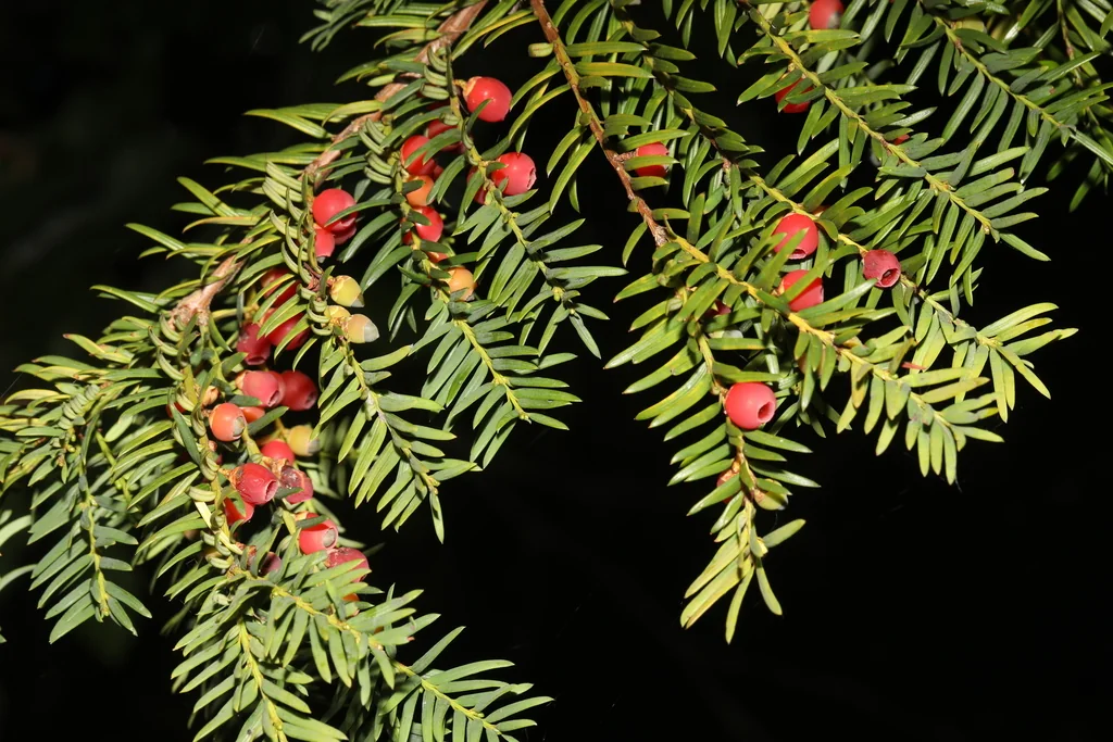 Taxus Baccata