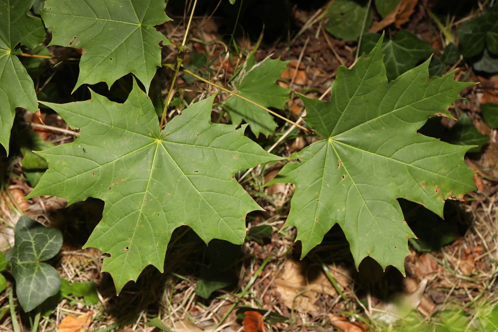 Acer Platanoides
