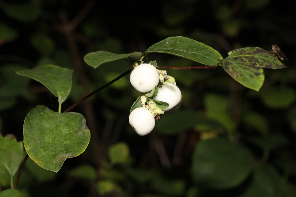 Symphoricarpos Albus