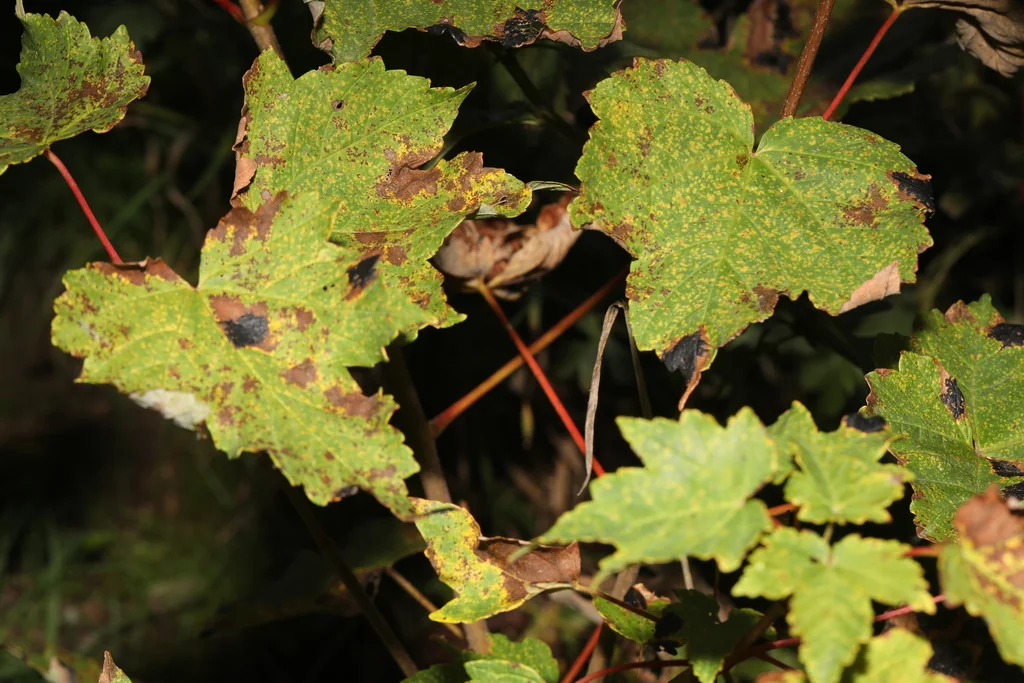 Acer Pseudoplatanus