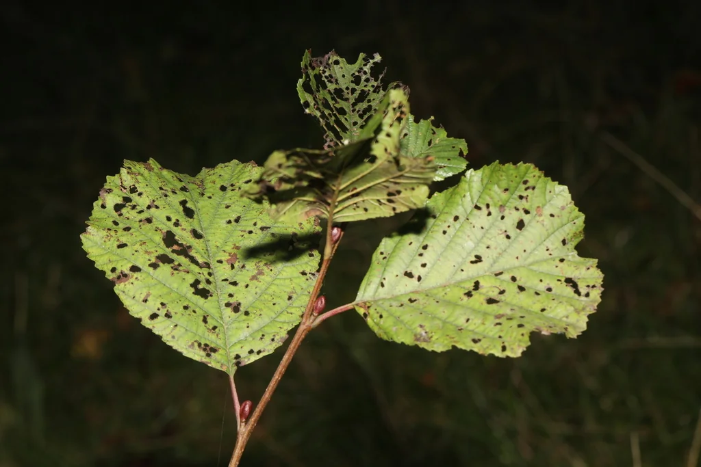 Alnus Glutinosa