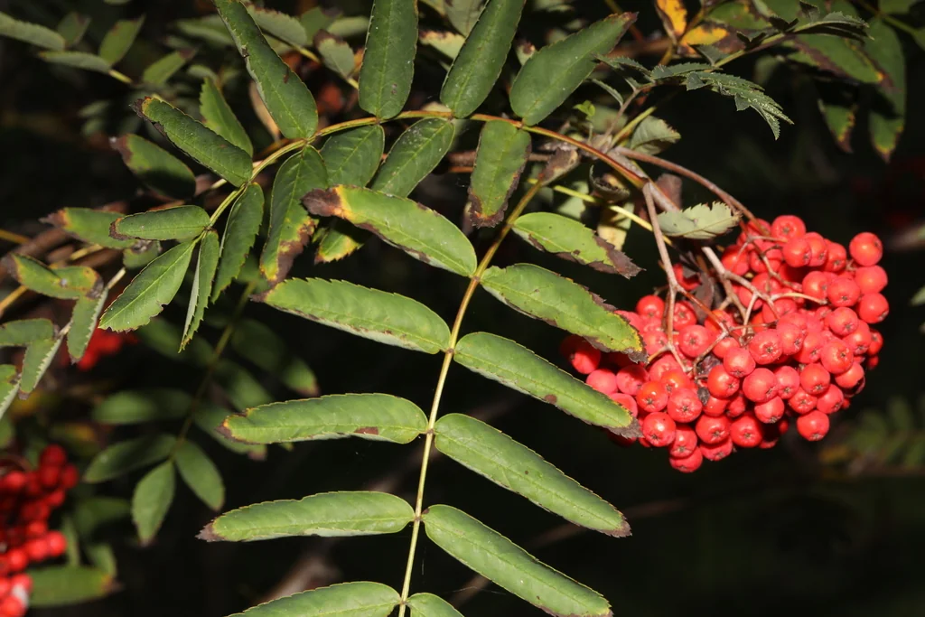 Sorbus Aucuparia