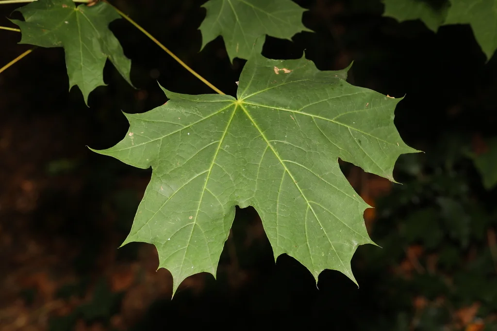 Acer Platanoides