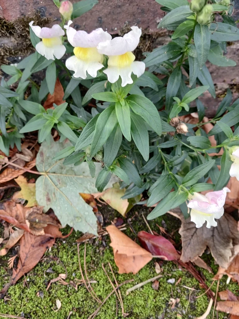 Antirrhinum Majus