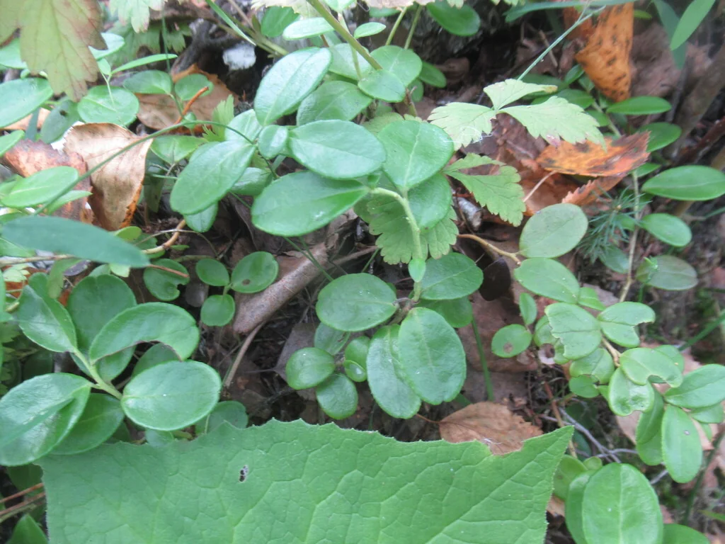 Vaccinium Vitis-Idaea