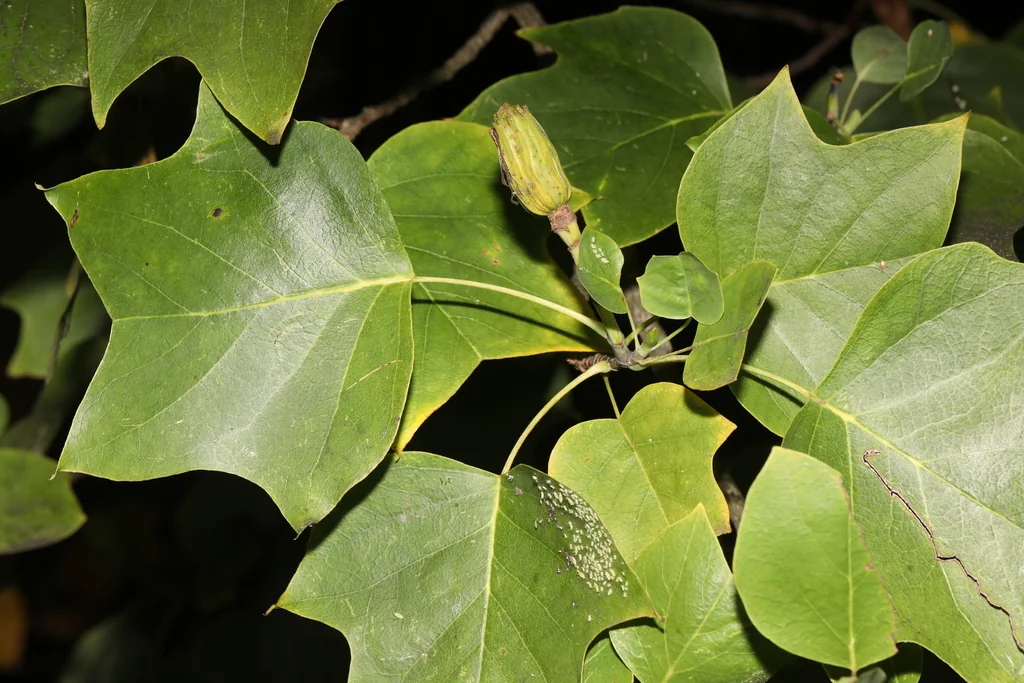 Liriodendron Tulipifera