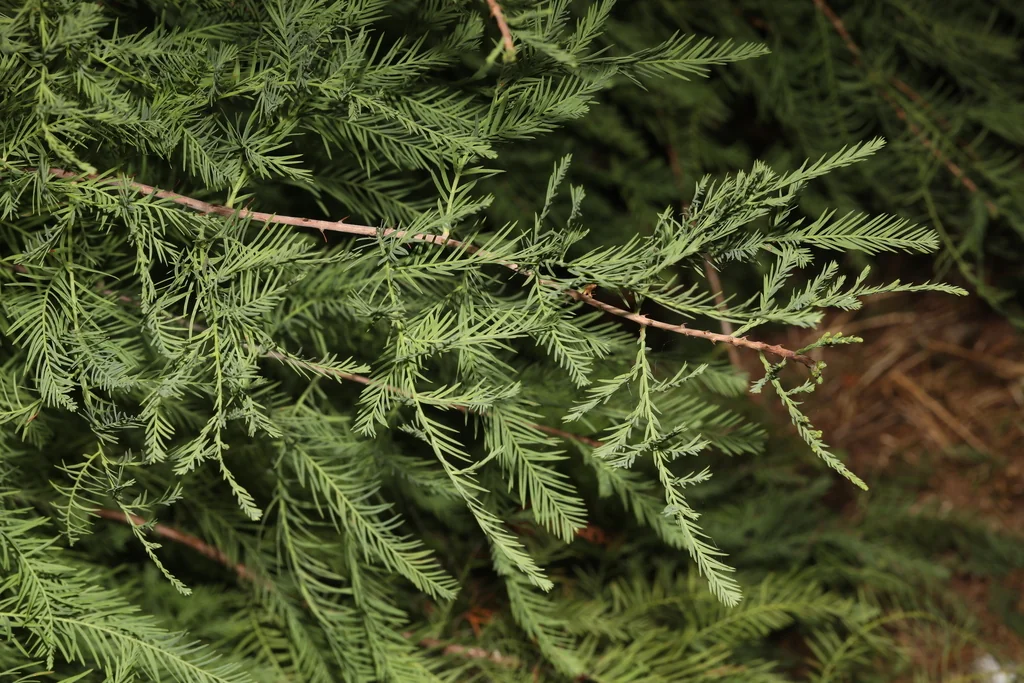 Taxodium Distichum