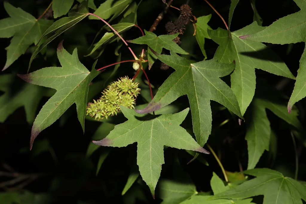 Liquidambar Styraciflua