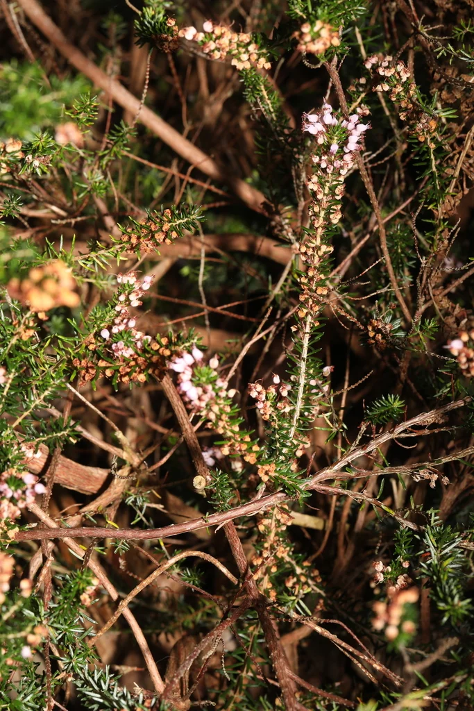 Erica Vagans