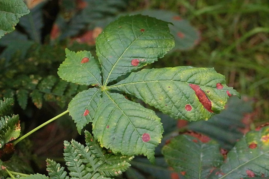 Aesculus Hippocastanum