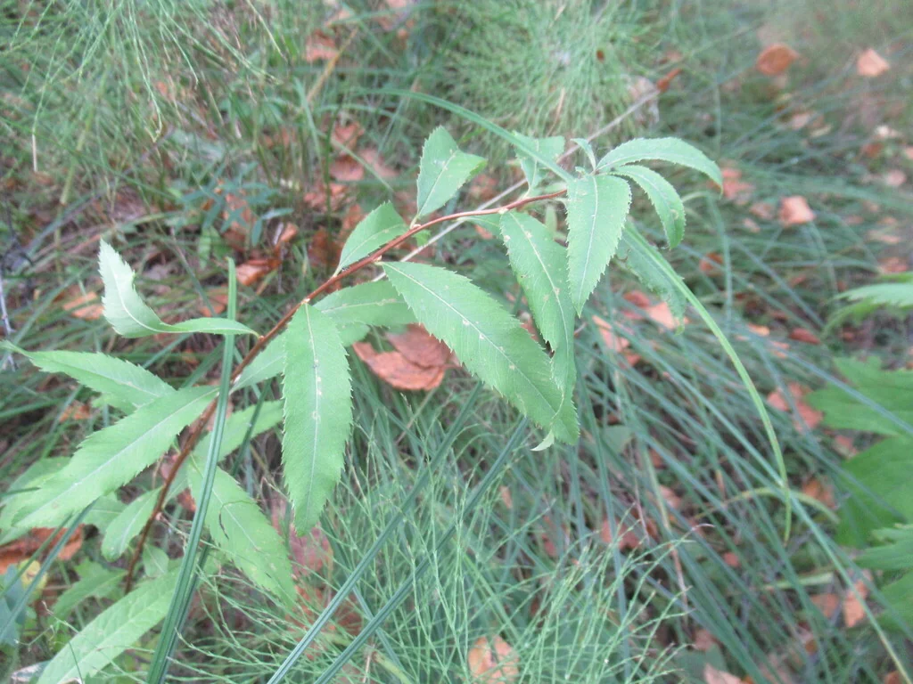Spiraea Arguta