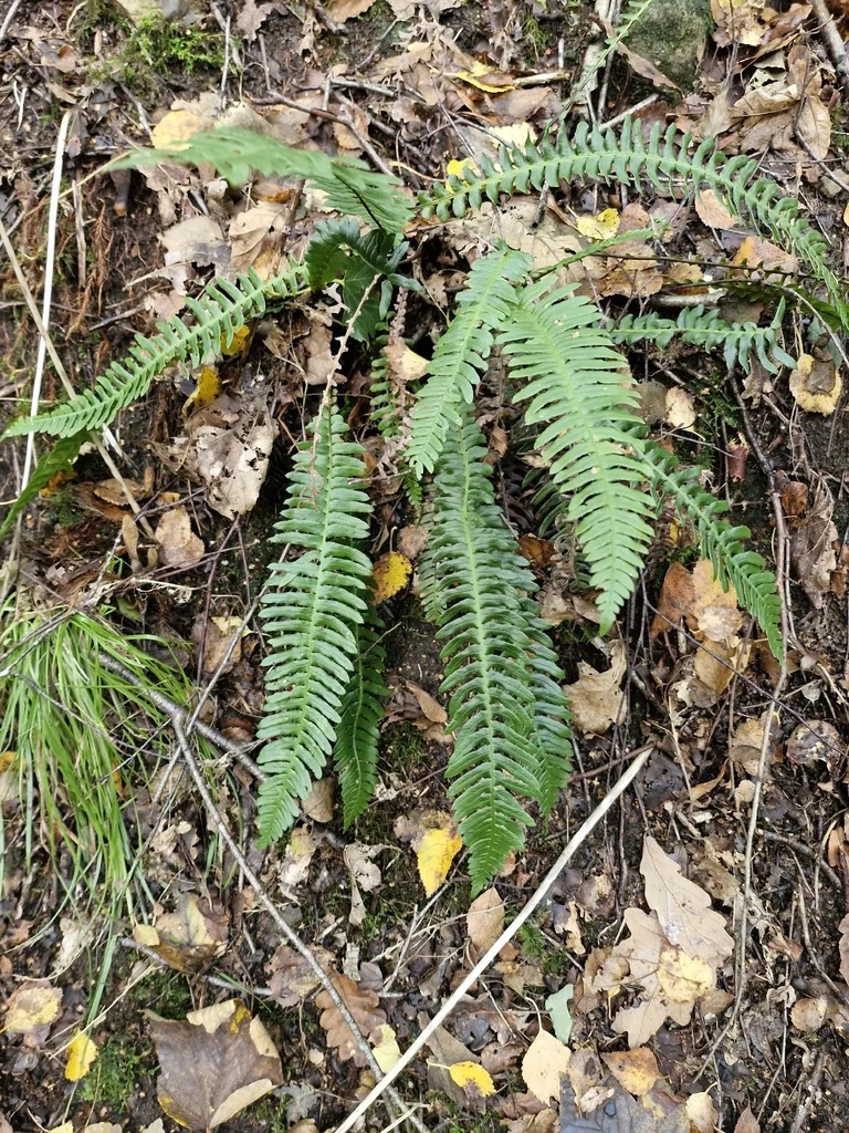Blechnum Spicant