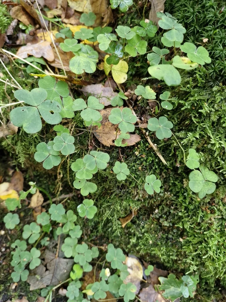 Oxalis Acetosella
