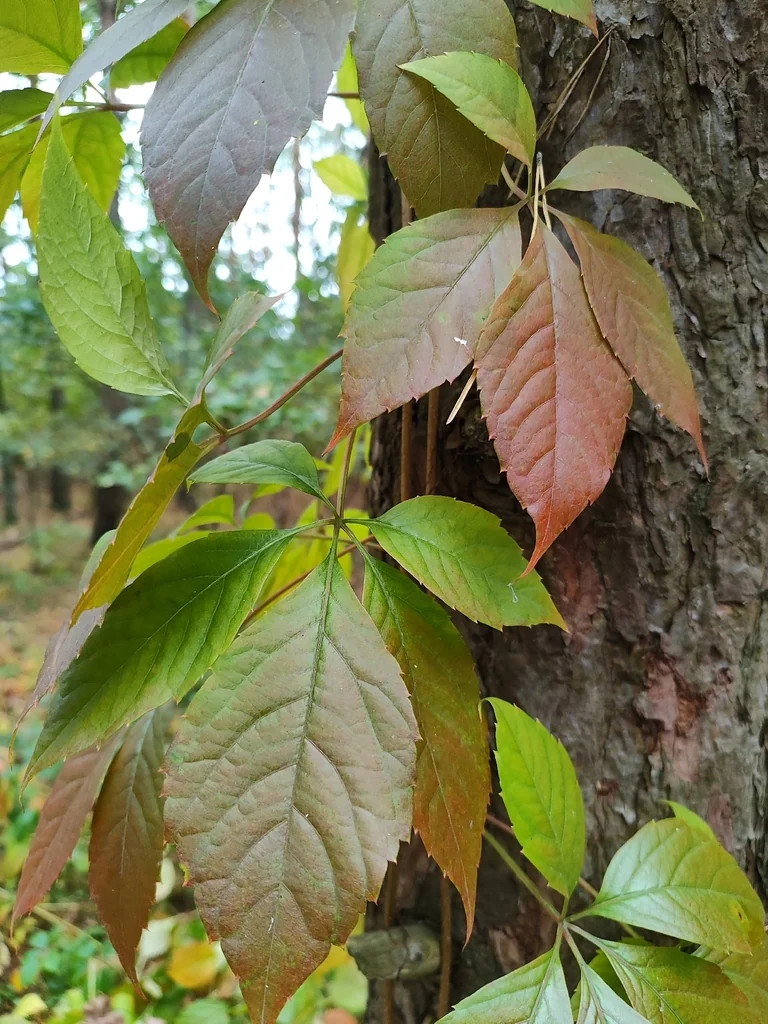 Parthenocissus Quinquefolia