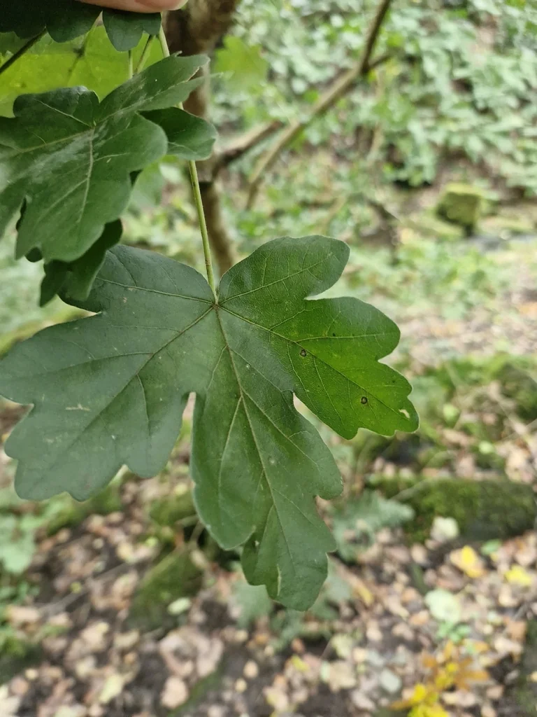 Acer Campestre