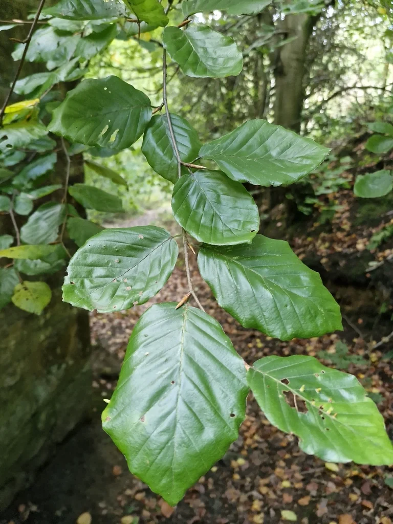 Fagus Sylvatica