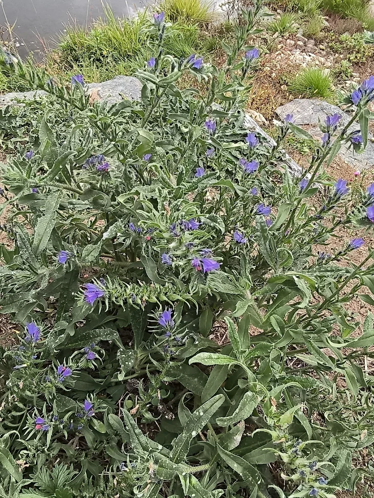 Echium Vulgare